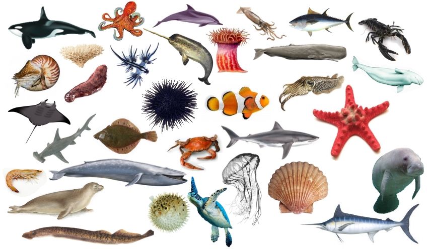 Find that Sea Creature! Quiz - By RobPro